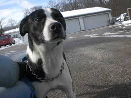 Check out your nearest shelter, and you may find one there! Border Collie Pitbull Terrier Mix Ngising Club Collie Mix Pitbull Mix Puppies Pitbull Terrier