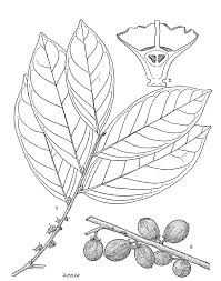 Image result for Rhaptopetalum