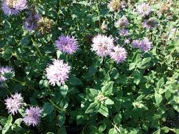 Image result for Polystachya villosa