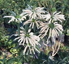 Image result for Lessertia pauciflora