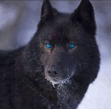 Black Wolf Beautiful Wolf With Blue Eyes Wolf Dog Black Wolf