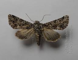 Image result for Hadena perplexa