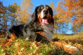 I would take it out of pet smart and make it a more caring, genuinely loving experience for staff and clients. Boarding In Monticello Ar Monticello Animal Clinic