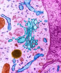 We did not find results for: Organelles National Geographic Society