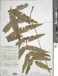 Image result for Pteris linearis