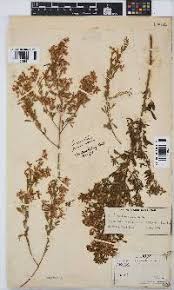 Image result for Dichilus