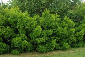 The northern bayberry is a deciduous plant which means is from a species that falls off at maturity such as leaves falling from trees with the changing seasons. Myrica Pensylvanica Landscape Plants Oregon State University