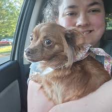 Lost dog in Feeding Hills area