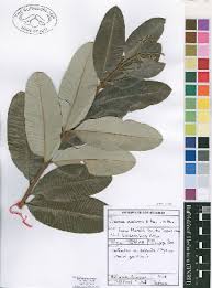 Image result for Ozoroa