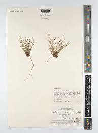 Image result for Eleocharis atropurpurea