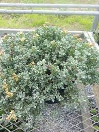 Aptenia cordifolia variegated is a mounding, low growing aptenia. Trailing Succulent With Pink Flowers Succulent With Pink Flowers Plants Succulents