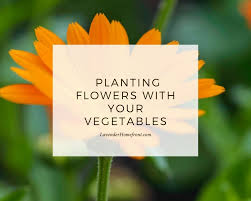 Maybe you would like to learn more about one of these? 9 Flowers You Should Plant In Your Vegetable Garden
