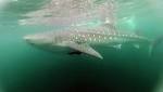 Swimming with whale sharks Mexico