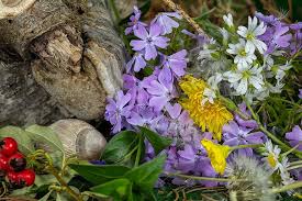 Almost all the plants in the following list are perennials, except the wishbone flower and moss rose. Meadow Flowers Ground Cover Petals Snail Wild Flowers Tap Dandelion Garden Wild Flower Mixed Pikist