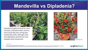 Image result for Meiosperma debile