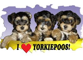 Maybe you would like to learn more about one of these? Yorkiepoo Dogs Cute Yorkie Poo Cute Dogs Cute Animals