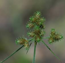 Image result for Fuirena