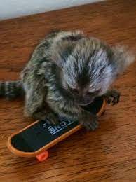 Baby Marmoset Monkeys For Sale Pet Monkey Marmoset Monkey Marmoset Monkey For Sale