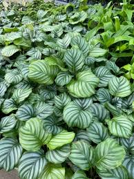 Image result for calathea