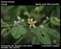 Image result for Grewia holtzii