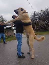 This dog breed: Aksaray Malakli : rAbsoluteUnits