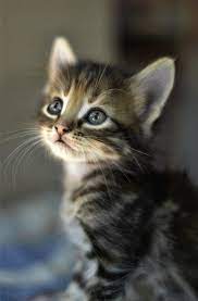 Buy a kitten near me. Buy Kitten Near Me Anna Blog