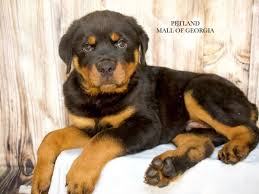 Image result for Rotala gossweileri