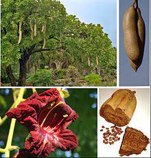 Falling fruit can be quite vicious if you're underneath it. Kigelia Wikipedia