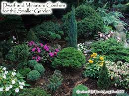 Thankfully, there are dwarf forms of. Dwarf And Miniature Conifers For The Smaller Garden Singing Tree Gardens Nursery