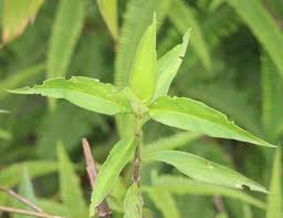 Image result for Centemopsis filiformis