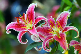 For more information about lilies, including safer alternative flowers for homes. Oriental Lily Poisoning In Dogs Symptoms Causes Diagnosis Treatment Recovery Management Cost