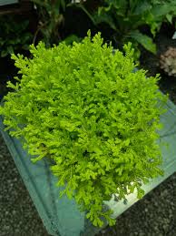 Image result for Selaginella imbricata