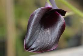 Calla lilies are beautiful, elegant plants that originate from south africa and are easy to grow in many regions. Shop Calla Lily Captain Escape 1 Bulb And Other Seeds At Harvesting History
