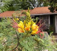 Image result for Erythrostemon gilliesii