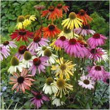 Rainbow Mixed Coneflower Seeds Echinacea X Hybrida Perenner Blommor Vaxter