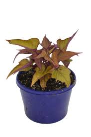 Image result for Ipomoea batatas pots