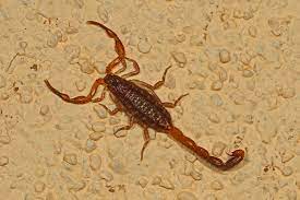 Hentz striped scorpion (Centruroides hentzi) - Picture Insect