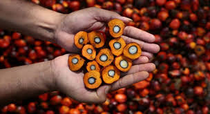 Buah kelapa sawit harus segera diangkut ke pabrik untuk segera diolah. Pengertian Kelapa Sawit Dan Jenis Jenis Kelapa Sawit Page 2 Of 2 Sawitnotif