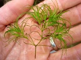 Image result for Najas graminea