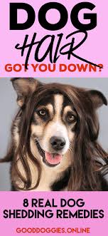 8 Real Dog Shedding Remedies That Will Make Your Life Less Hairy Dog Shedding Remedies Dog Shedding Dog Remedies