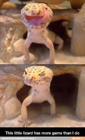 Pin By Justice Paleafei On Laughs Cute Lizard Cute Animal Memes Leopard Gecko Cute