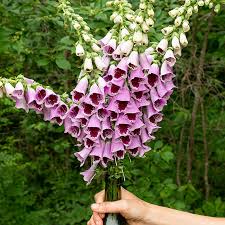 Image result for Digitalis purpurea alba/ red spots
