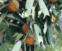 Image result for Diospyros truncatifolia