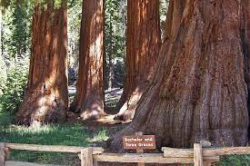 Yosemite trails leads a guide horseback tour from their stables just outside the southern boundary of the park into the mariposa grove. Mariposa Grove Of Giant Sequoias Yosemite National Park U S National Park Service