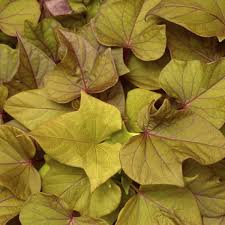 Image result for Ipomoea barteri