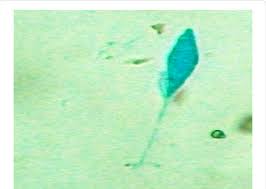 Image result for Pycnospora