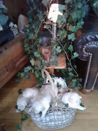 Any interesting person should or call at x x for more info and pics photos and contact info on advertigo website…. Golden Retriever Puppies For Sale Spirit Lake Ia 320870