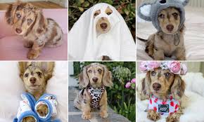 If you are looking to adopt or buy a doxie take a look here! Adorable Six Month Old Dachshund Puppy Becomes A Social Media Star Daily Mail Online