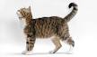 American Wirehair Cat Breed Information, Pictures ...