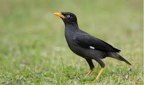 Di sisi lain, dalam menafsirkan mimpi menangkap burung kolibri ini yang. Nomor Burung Jalak